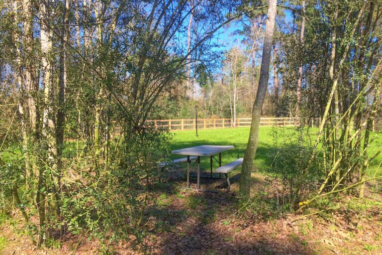 picnic table in trees