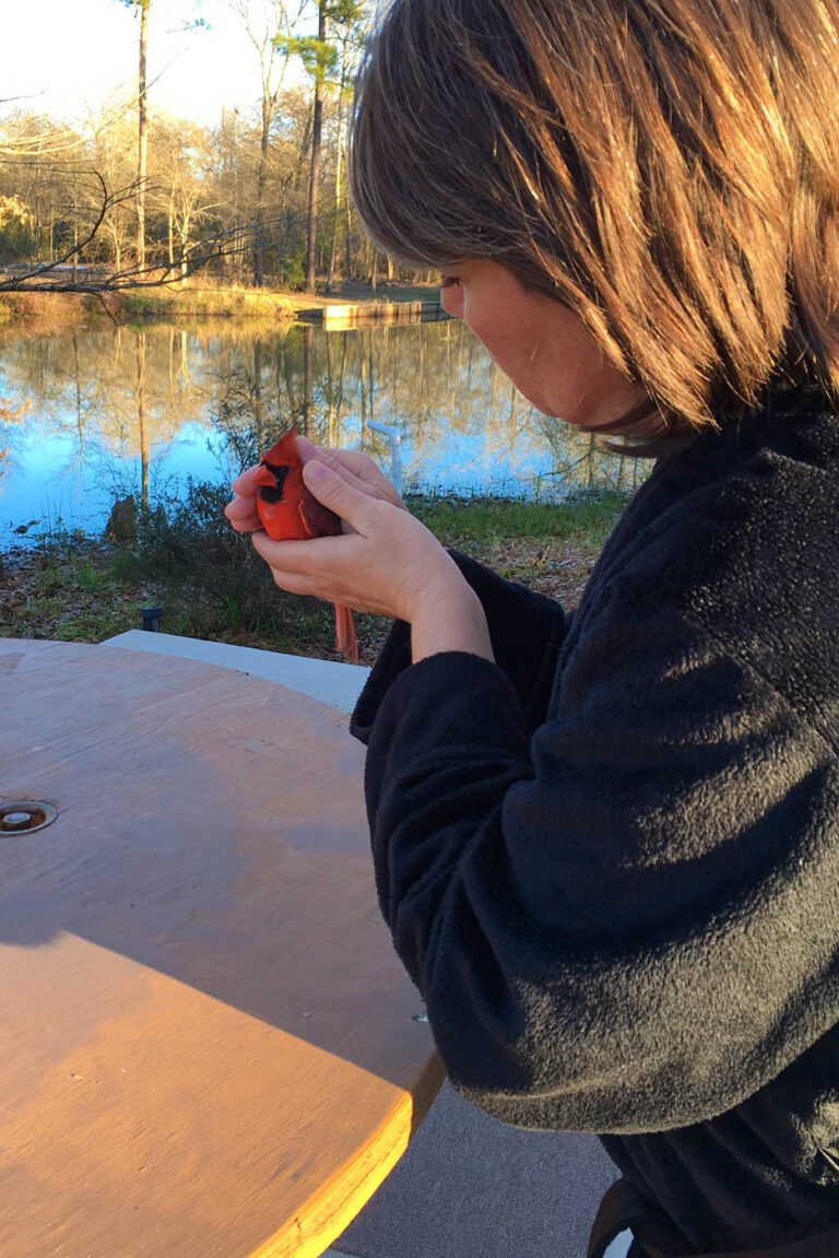 person holding small cardinal bird