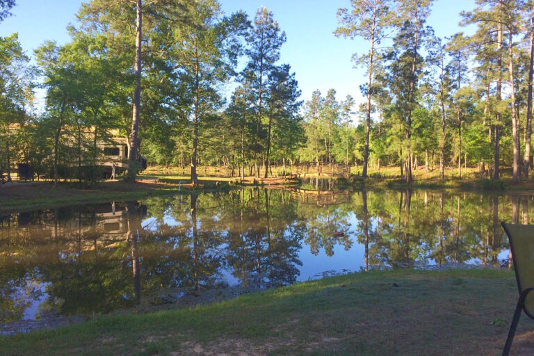 pond with trees and grass