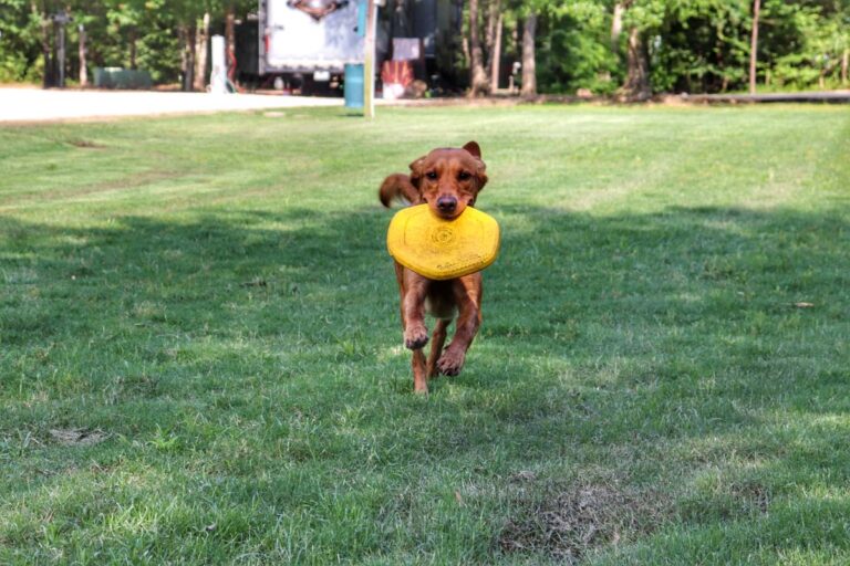 dog running in field with frisbee