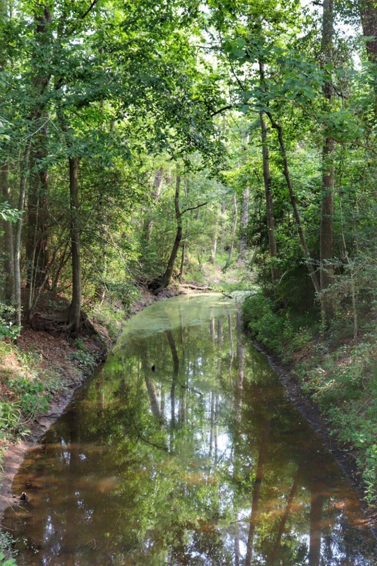 river surrounded by trees