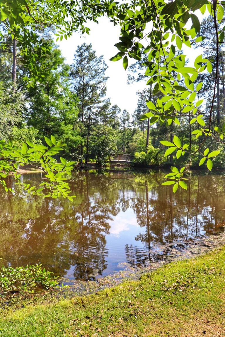 bridge over stream with trees