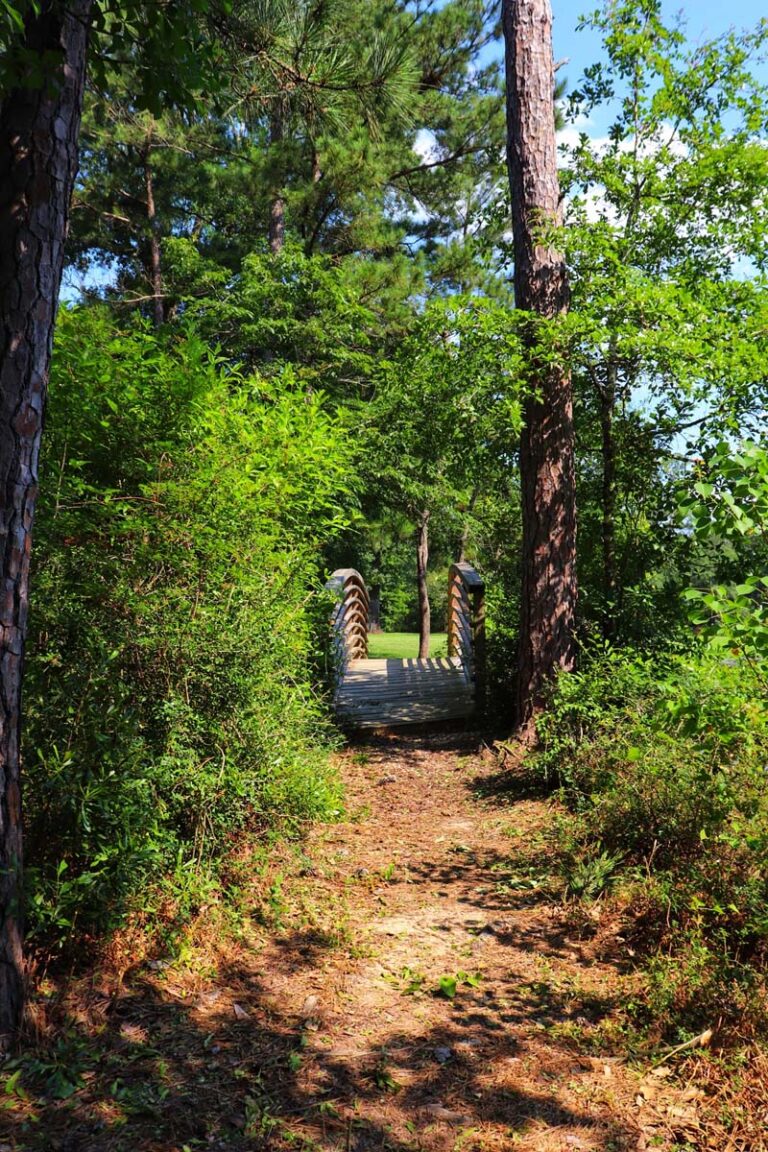 wooden bridge in forest