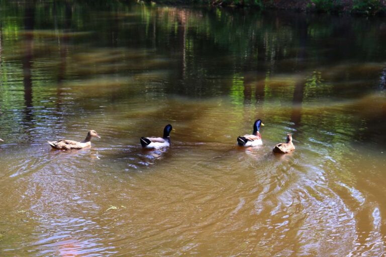 ducks swimming in pond