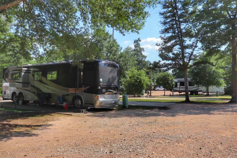 rvs parked with trees